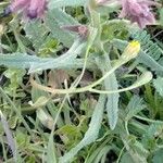 Anchusa undulata Blad