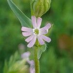 Silene apetala 花