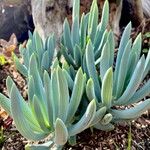 Senecio serpens Blad