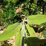 Digitalis purpurea Blatt