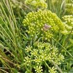 Crithmum maritimumFlower