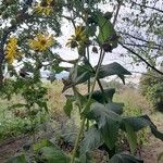 Silphium perfoliatum Хабит