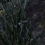 Gomphocarpus integer Leaf