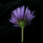 Erigeron multiradiatus Hábito