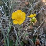 Ranunculus gramineus Fruto