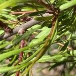 Rhamnus lycioides Leaf