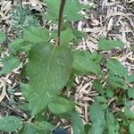 Aristotelia chilensis Fuelha