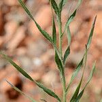 Liatris squarrosa Lehti