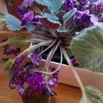 Streptocarpus ionanthus Flor