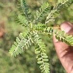 Phyllanthus amarus List