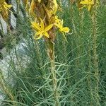 Asphodeline lutea عادت