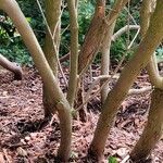 Rhododendron arborescens Rhisgl