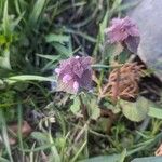 Lamium hybridum花