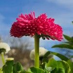 Bellis perennis 花