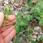 Trifolium pratense Листок