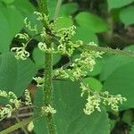 Laportea canadensis Flor