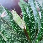 Aloe variegataफूल