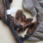 Guatteria richardii Otro