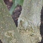 Pilocarpus pennatifolius Bark