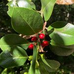 Ilex aquifolium Fruit