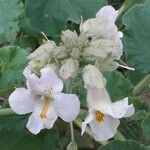 Proboscidea louisianica Flor