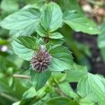 Mentha aquatica ফল