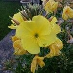 Oenothera glaziovianaFlower