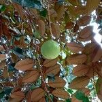 Chrysophyllum cainito Fruto