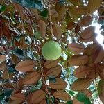 Chrysophyllum cainito Fruit