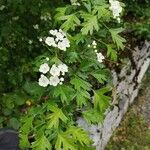 Crataegus azarolusFolha