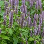 Agastache foeniculum Flower