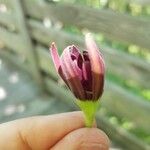 Calycanthus floridusKukka