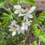 Osteomeles anthyllidifolia Blüte