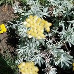 Helichrysum orientale Õis
