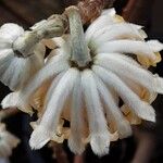 Edgeworthia chrysantha Flor