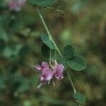 Lespedeza violacea आदत