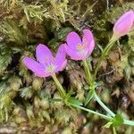 Centaurium scilloides Fleur