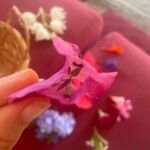 Bougainvillea spp. Blomma