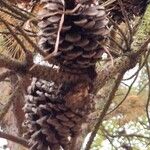 Pinus rigida Fruit