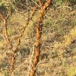 Vachellia exuvialis Habitus