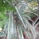 Dianella ensifolia Leaf