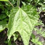 Girardinia diversifolia Blatt