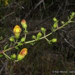 Keckiella antirrhinoides 整株植物