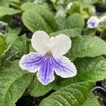 Streptocarpus saxorumКвітка