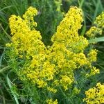 Galium verumBlomst