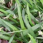 Poa annua Leaf