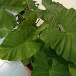 Alocasia macrorrhizos Liść