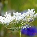 Ammi majus Květ