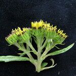 Senecio biligulatus Flower