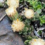 Baccharis alpina Flor
